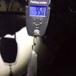 石津浜　アオリイカエギング